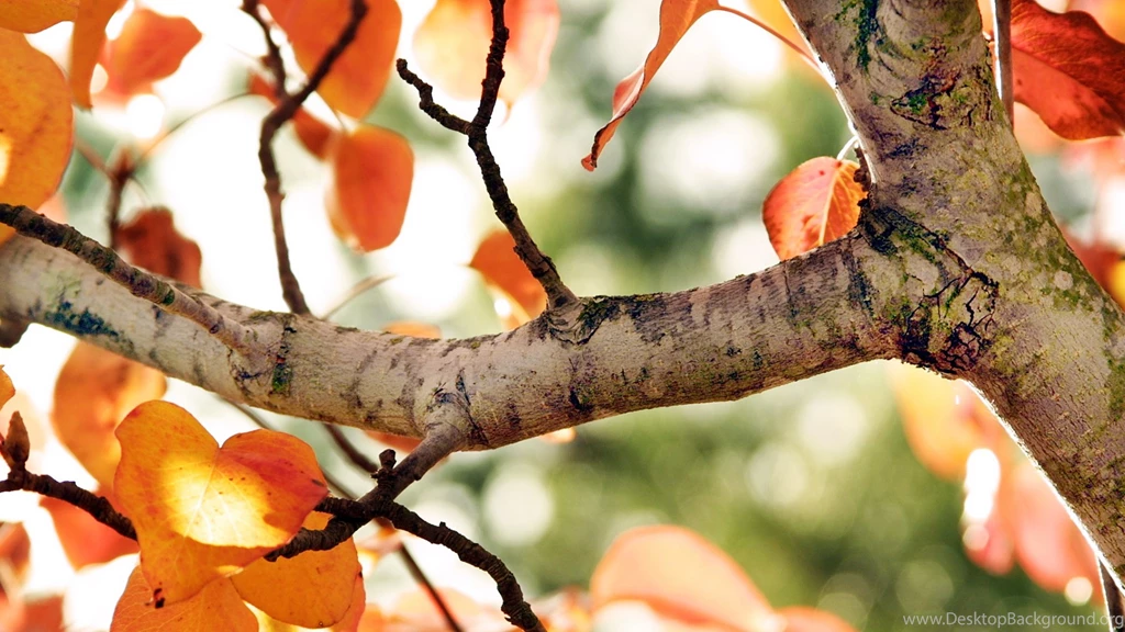 Fall Tree