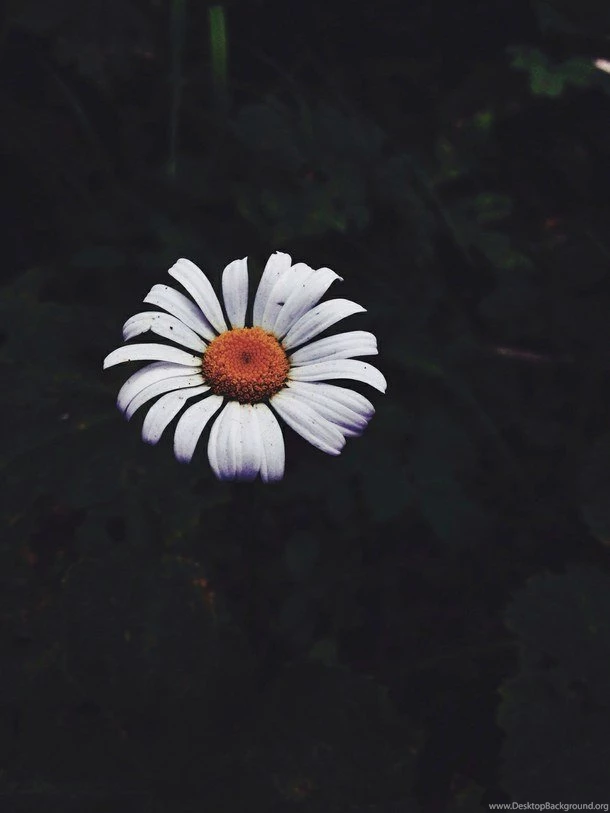 Flower Image
