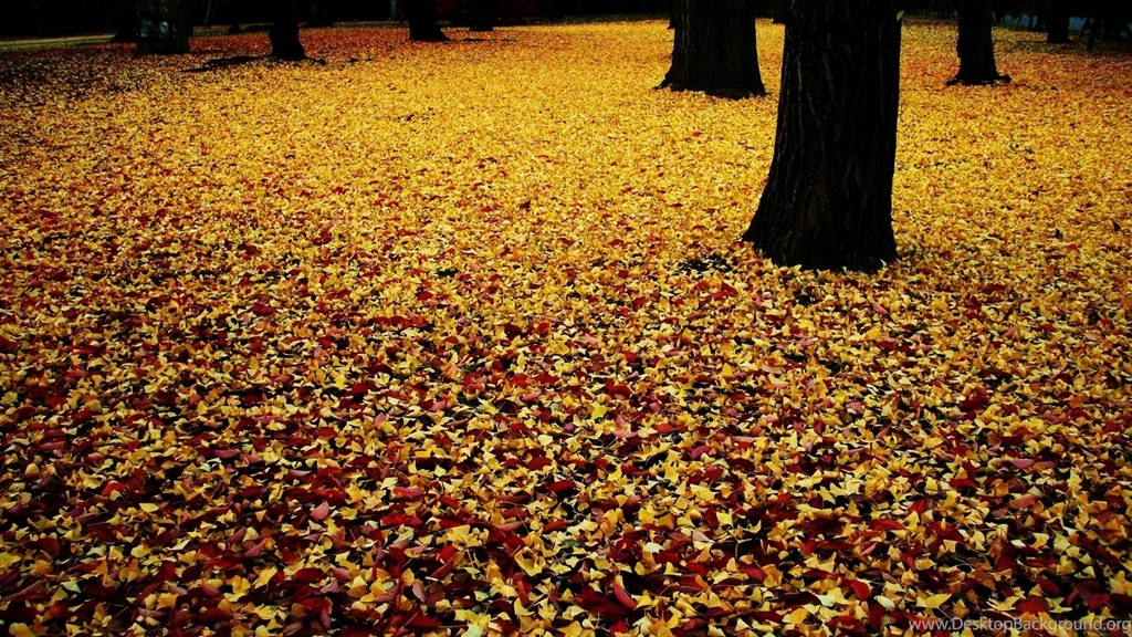 Wallpapers Nature Flower Leave Fall Flashlight Awesome 198 1920 X ...