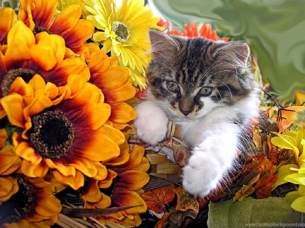 Adorable Cute Kitten In Yellow Fall Flower Basket (