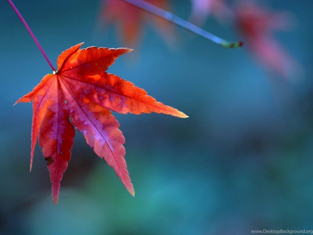 Fall Flower Images Images