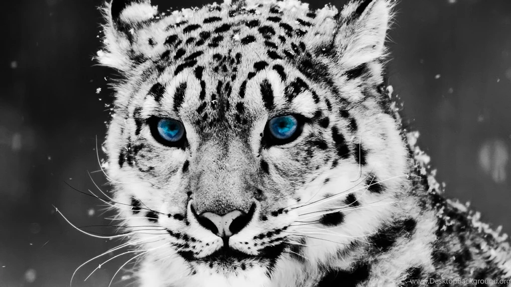 Animal HD Backgrounds Wallpaper: Desktop HD Wallpapers Download ...