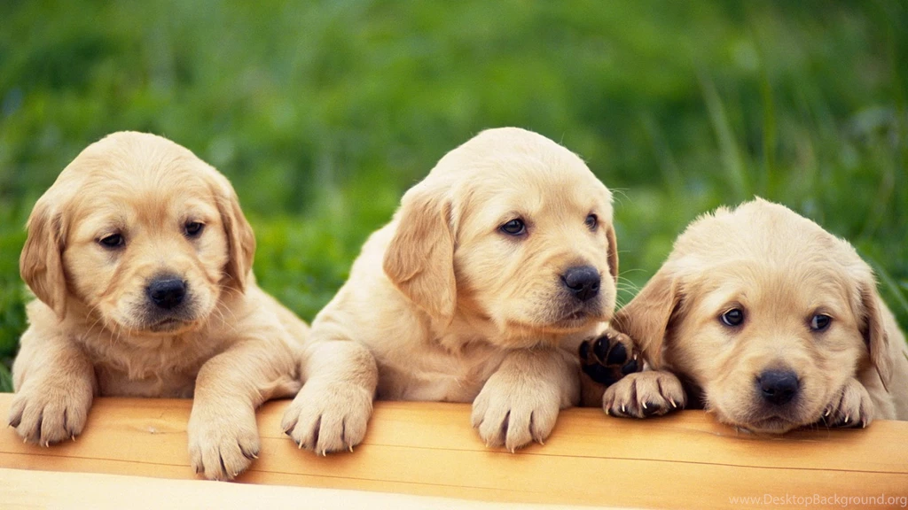 Cute Little Dog Animal Wallpapers High Resolut