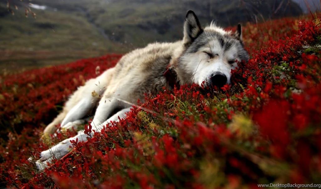 Animal Wallpapers High Resolution