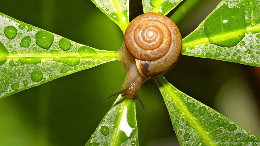 Animal Jungle Snail Leaf Desktop High Definition Wallpapers High ...