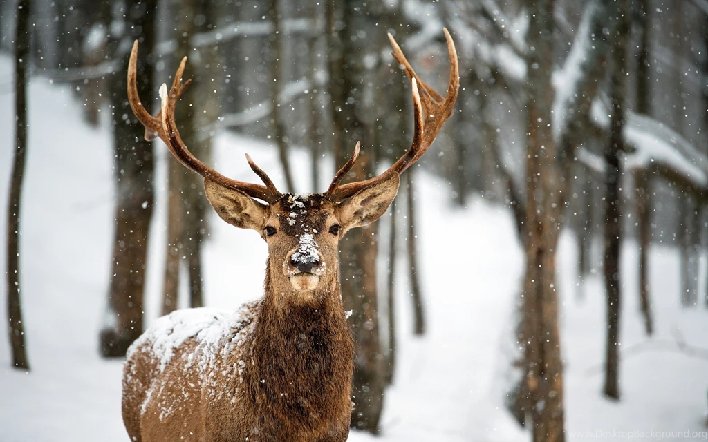 Animal Deer In The Snow Wallpapers High Definit