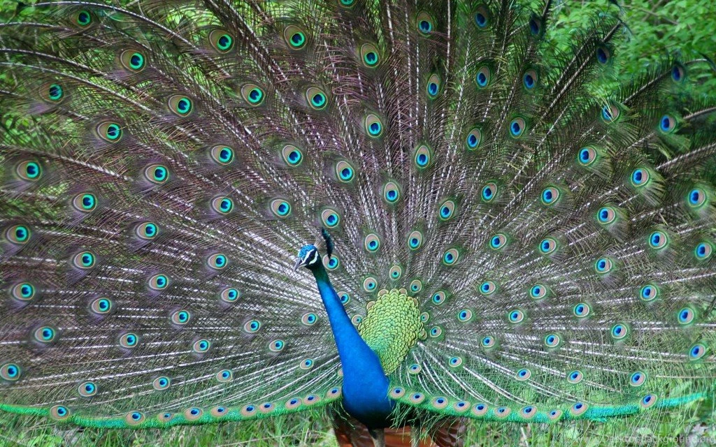 Peacock Desktop Animal Wallpapers 1024×640