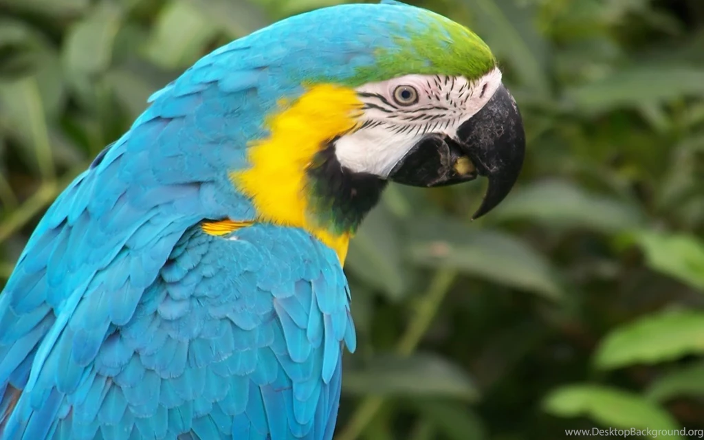Animal Hd Wallpapers,high Resolution Pics Of Animal Pics,free ...