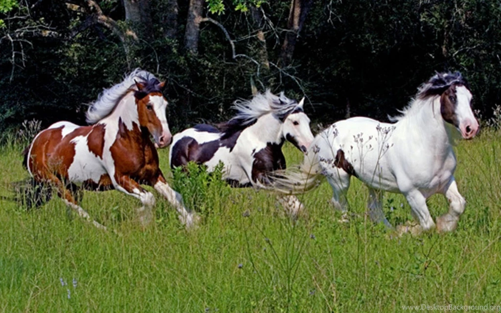 Horse High Resolution Wallpapers Picture : Animal Wallpapers ...
