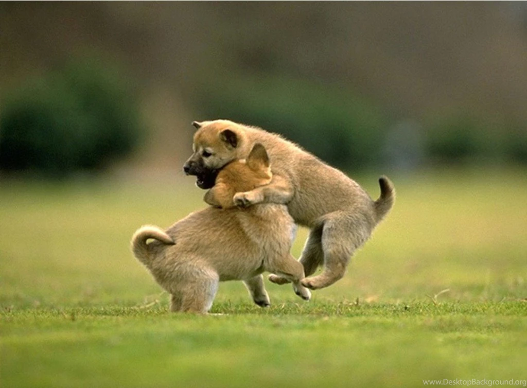 Animal Wallpapers Hd Download