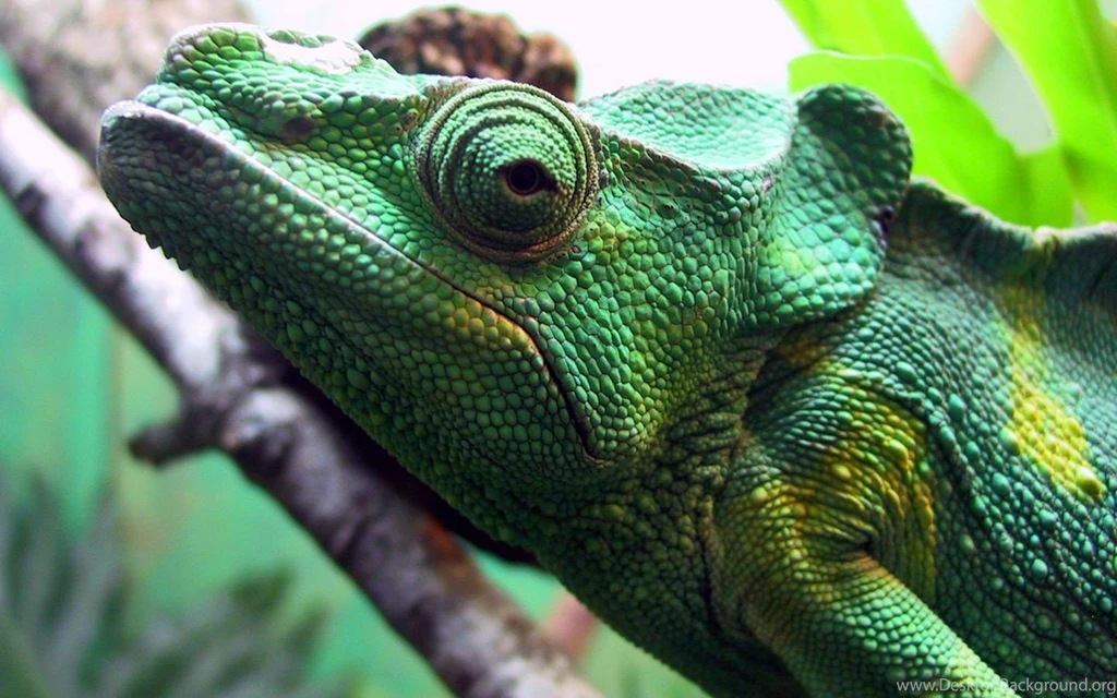 Widescreen Animal Wallpapers 1440x900 NO.10 Desktop Wallpapers ...