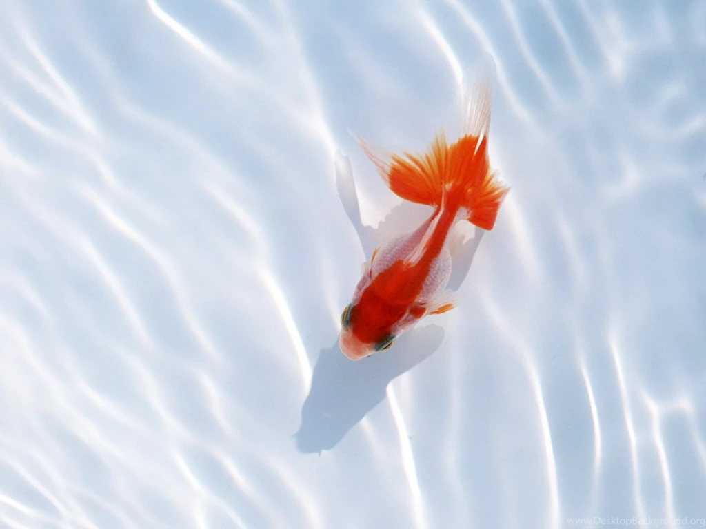 Red Fish Wallpapers And Images Wallpapers, Pictures, Photos