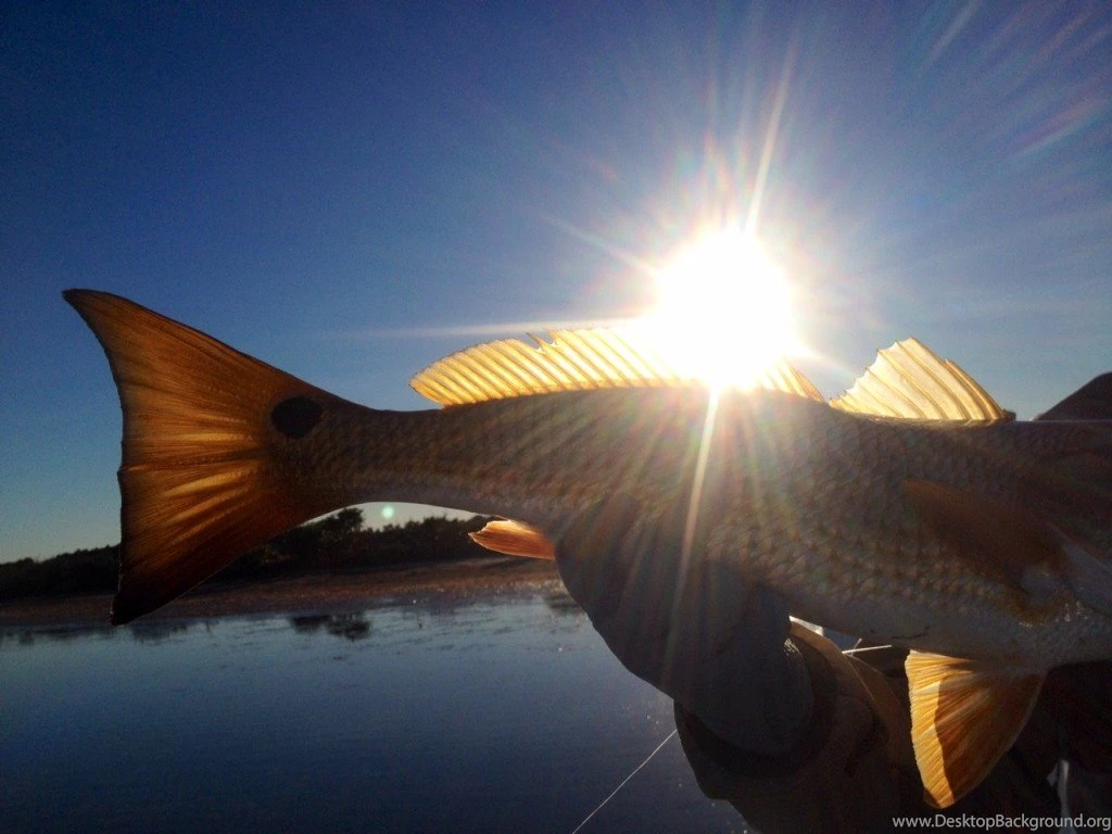 SkinnySkiff Reviews And Discussions For Shallow Water Skiffs And ...