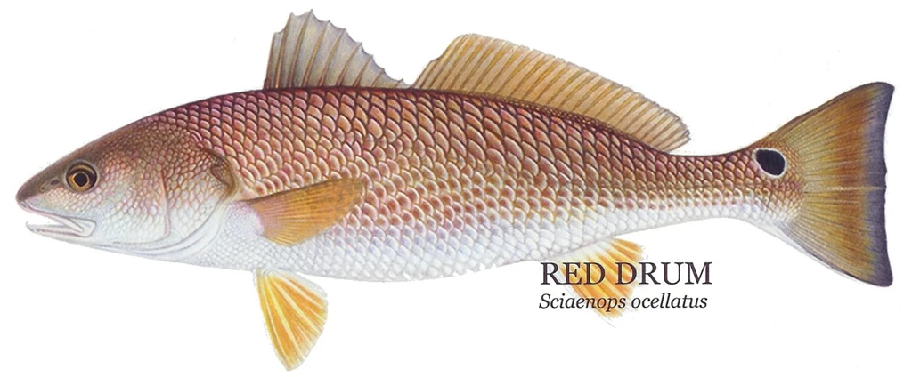 Frozen Red Fish 3835x1625px