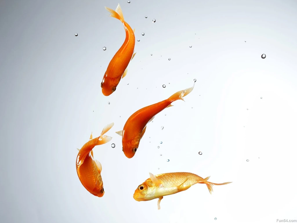 Four Red And Yellow Fishs In The Water With White Backgrounds Hd ...