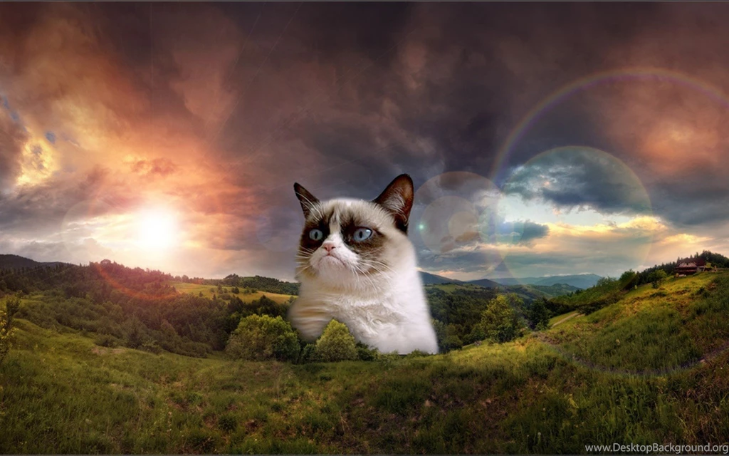 World Most Popular Funny Facebook Cat Desktop Wallpapers And Stock ...