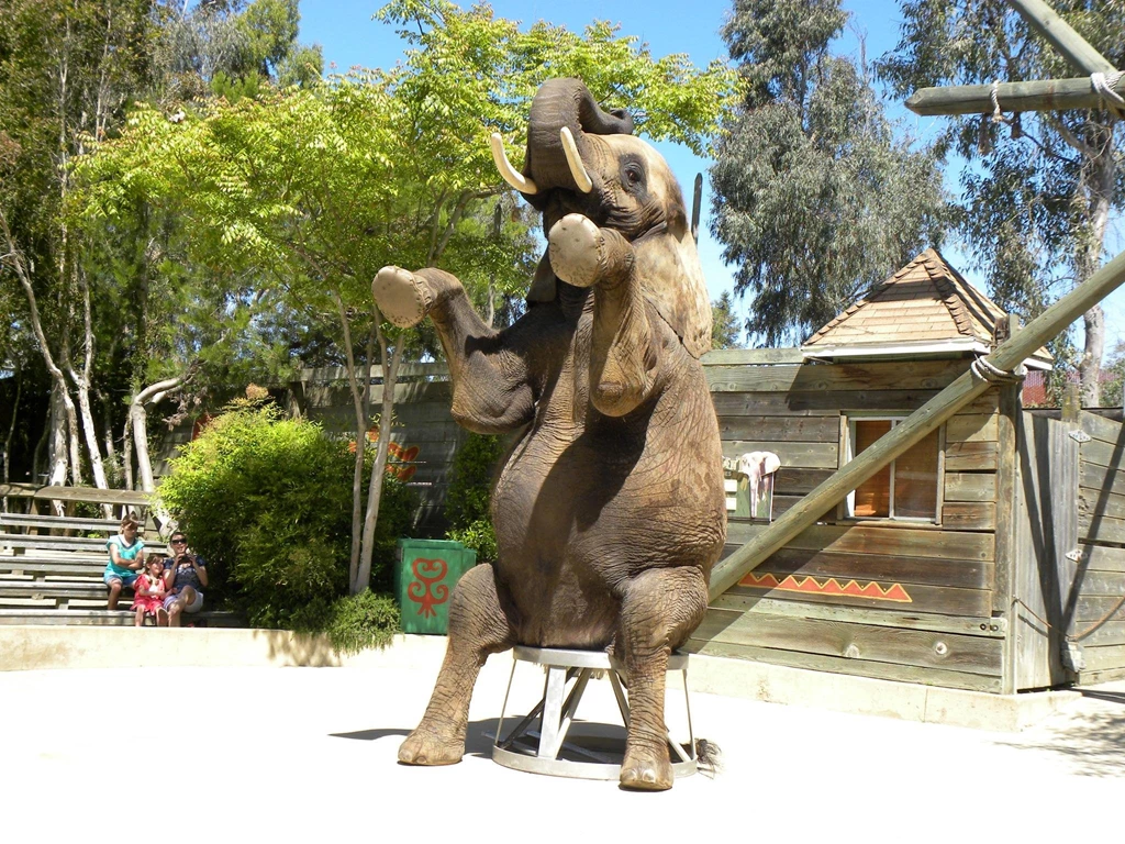 Discovery Kingdom Elephant Show >> HD Wallpaper, Get It Now!