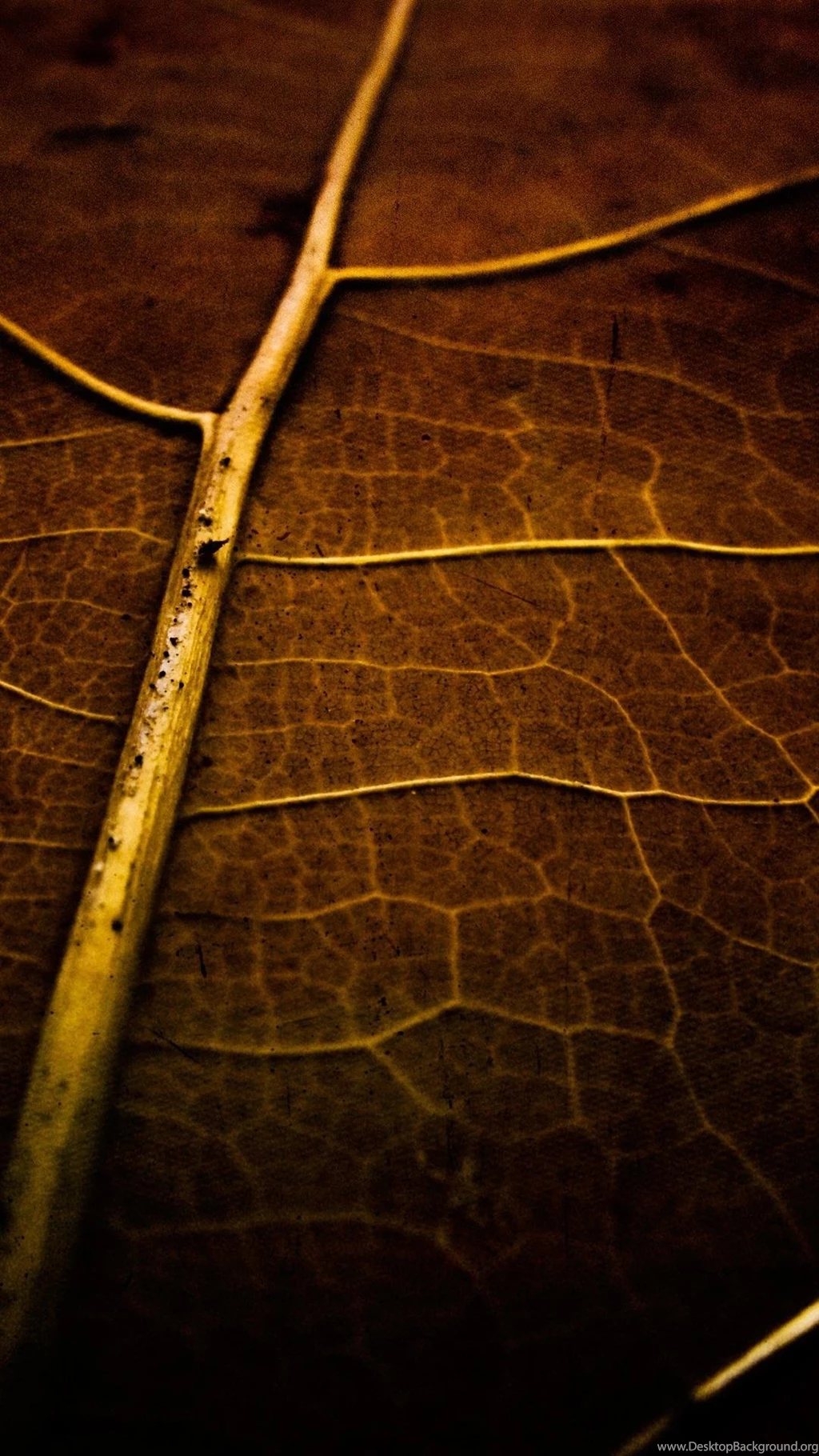 Leaf Plain Wallpapers