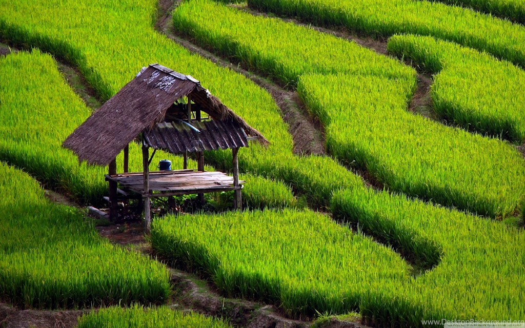 Rice Field Landscape HD Desktop Wallpapers : High Definition ...