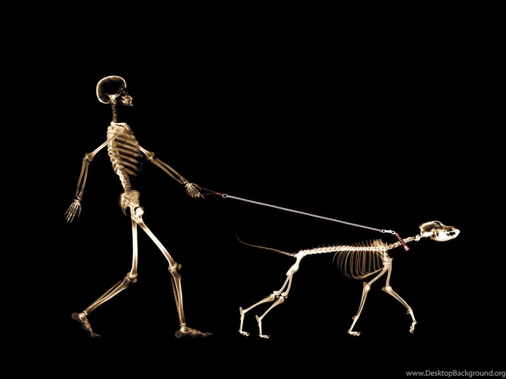 Funny Computer Wallpapers