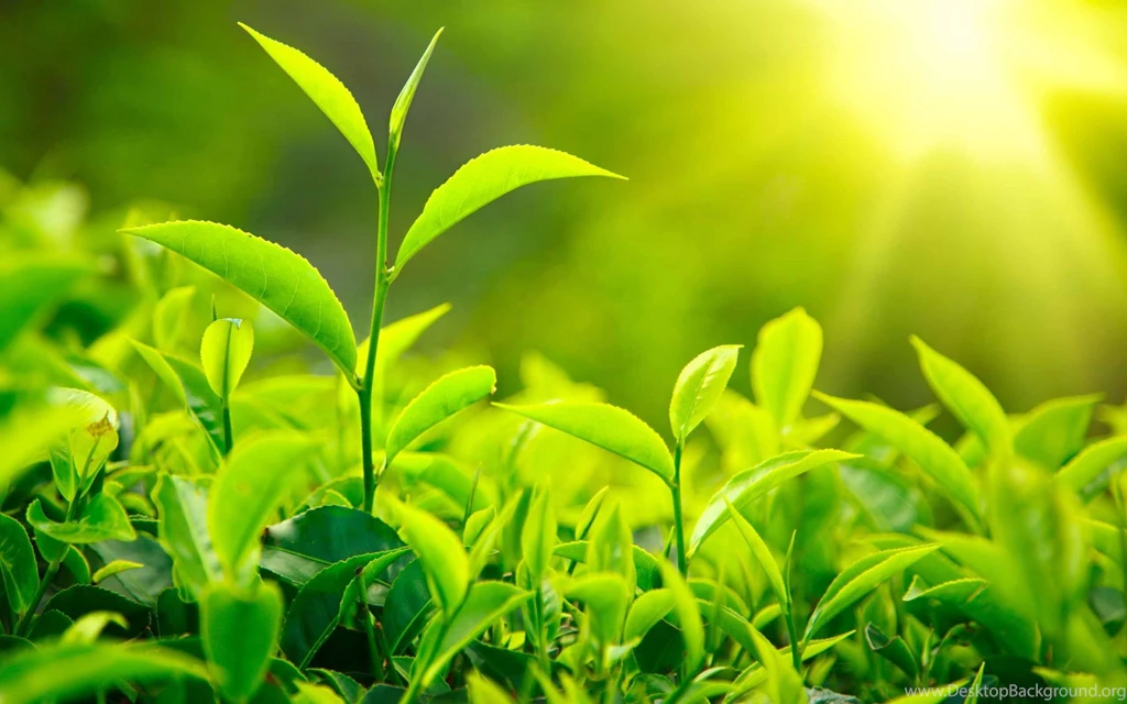 Beautiful Green HD Wallpapers Free Download
