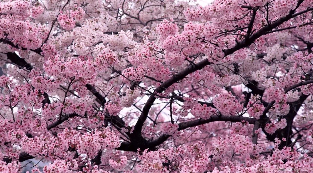 Beautiful Flower Wallpapers Free Download Wallpapers High Definition