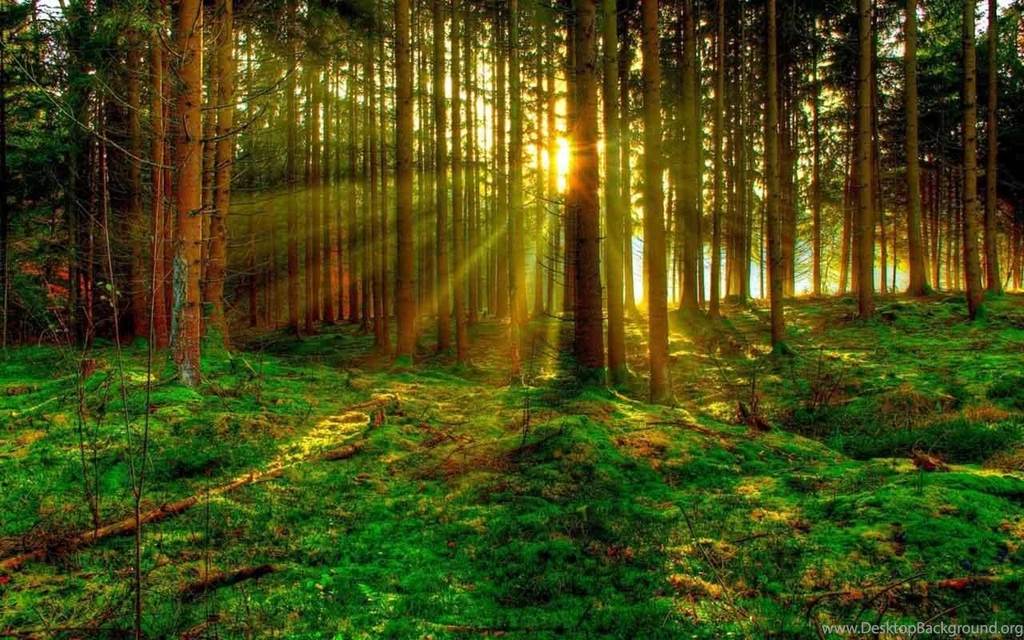 Green Forest Wallpapers Android Apps And Tests AndroidPIT
