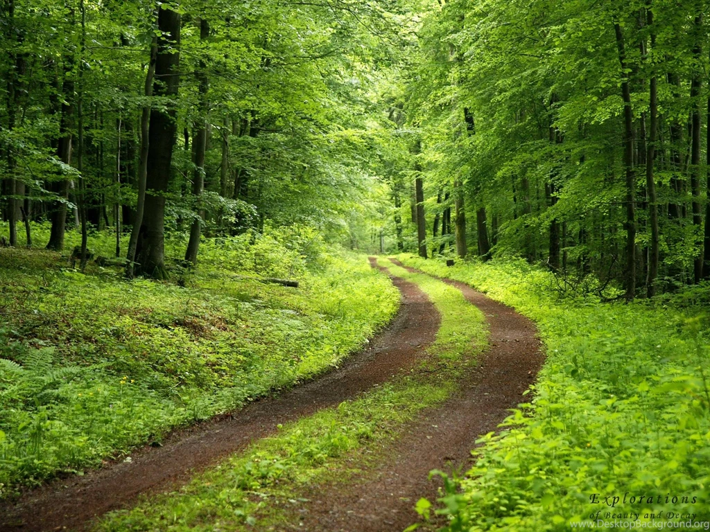 Green Forest Backgrounds Wallpapers Cave
