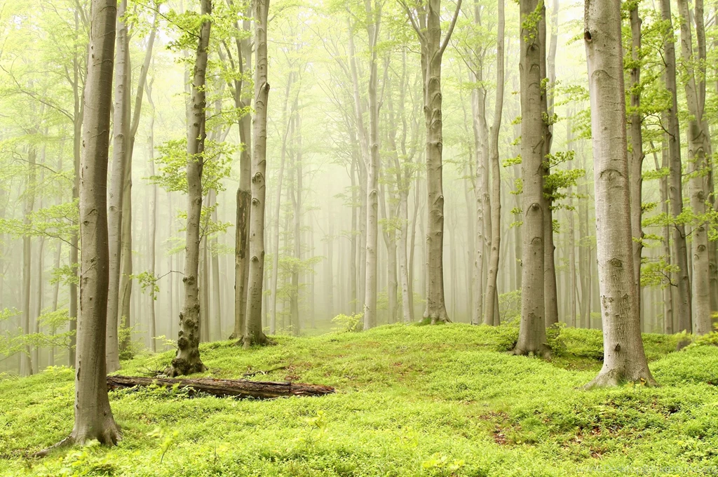 Green Forest (