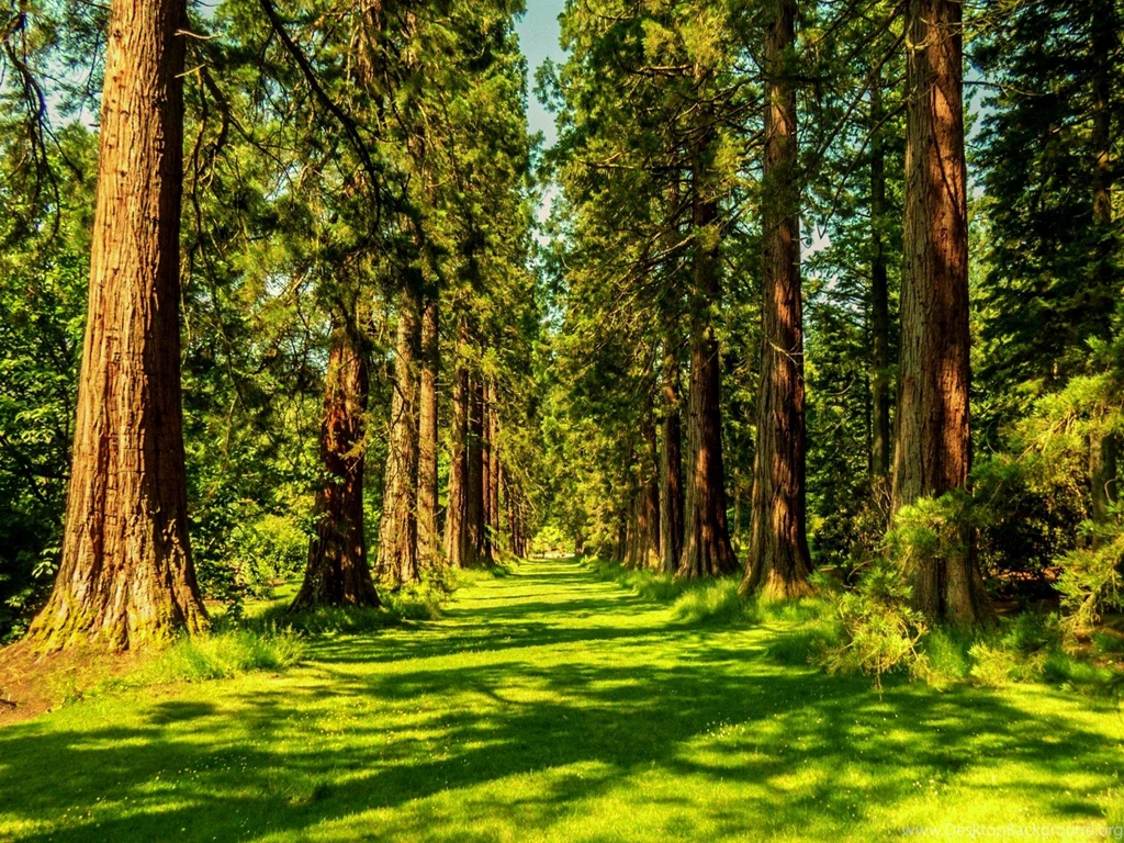 Green Forest (