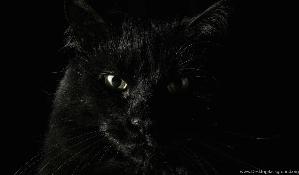 Big Black Cat Top Wallpapers