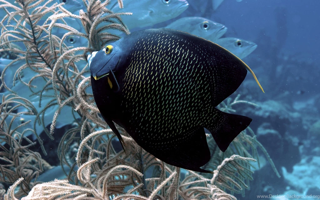 Big Black Exotic Fish Wallpapers Hd : Wallpapers13.com