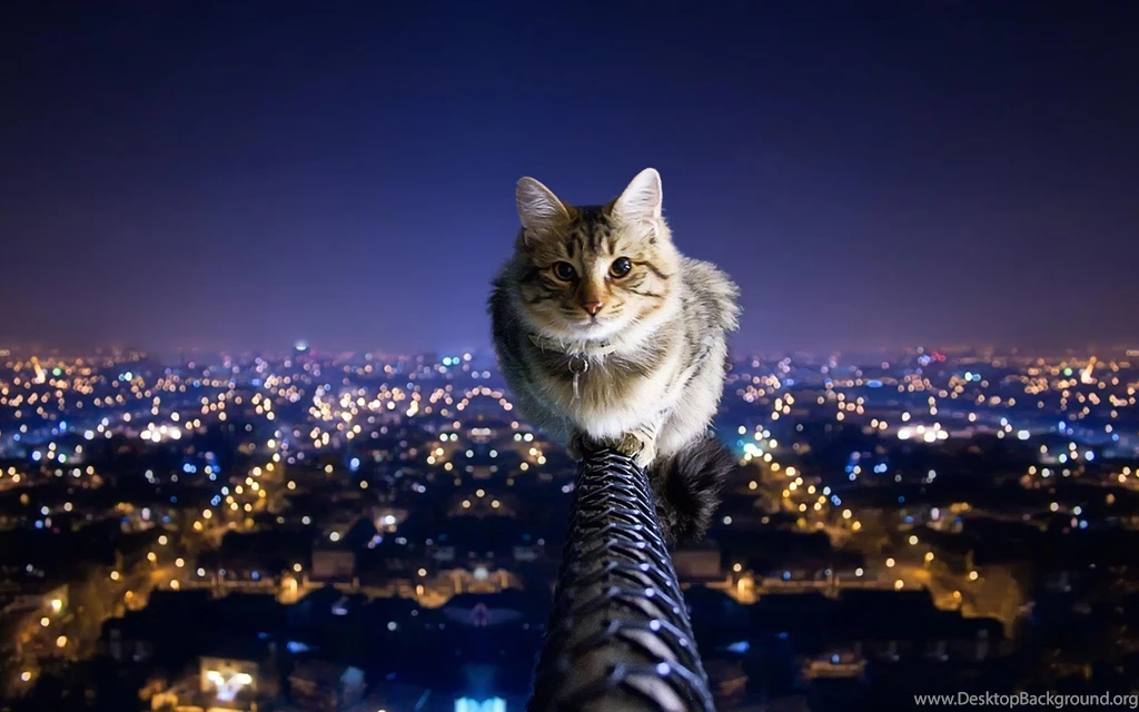Funny Cat Night