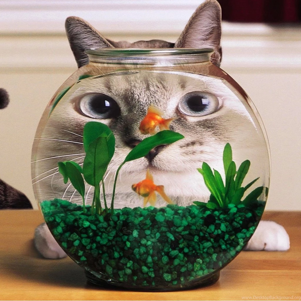 iPad Wallpapers Funny Cat And Goldfish Animal, IPad, iPad 2 ...