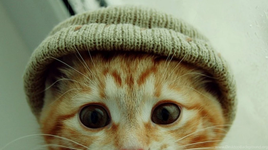 Adorable And Funny Cats Photo That Makes Your Cat Admires!