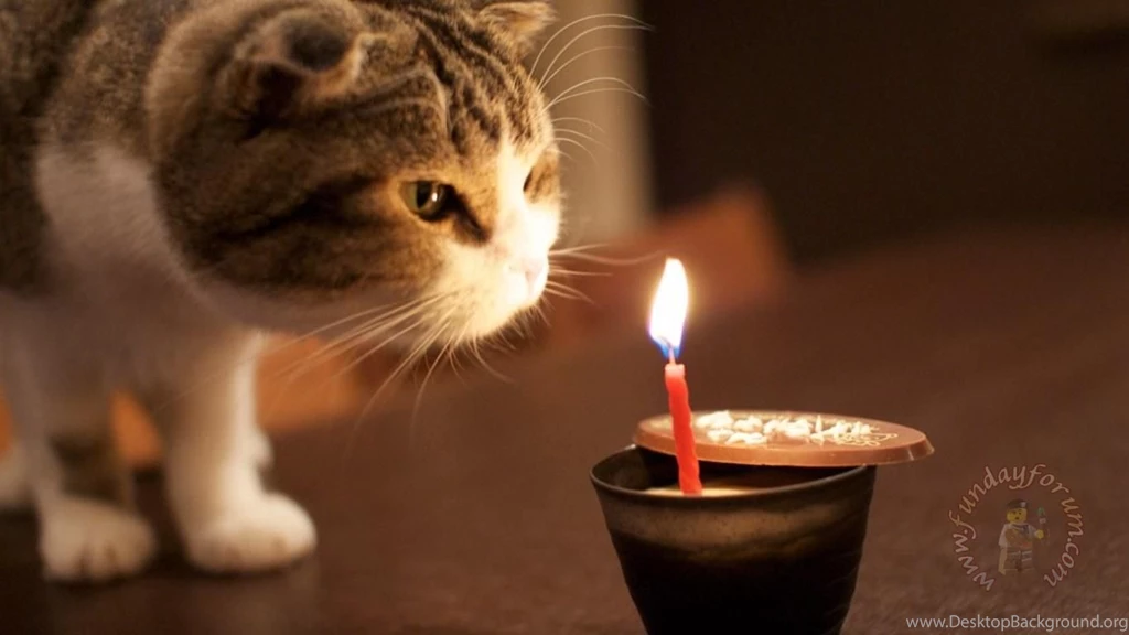 Funny Cat Backgrounds Image Latest Collection Of Sms,Shayari ...