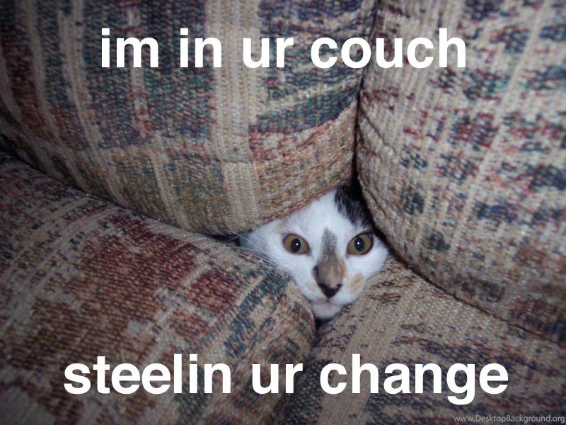 Funny Animals Cats 36 Desktop Backgrounds Funnypicture.org