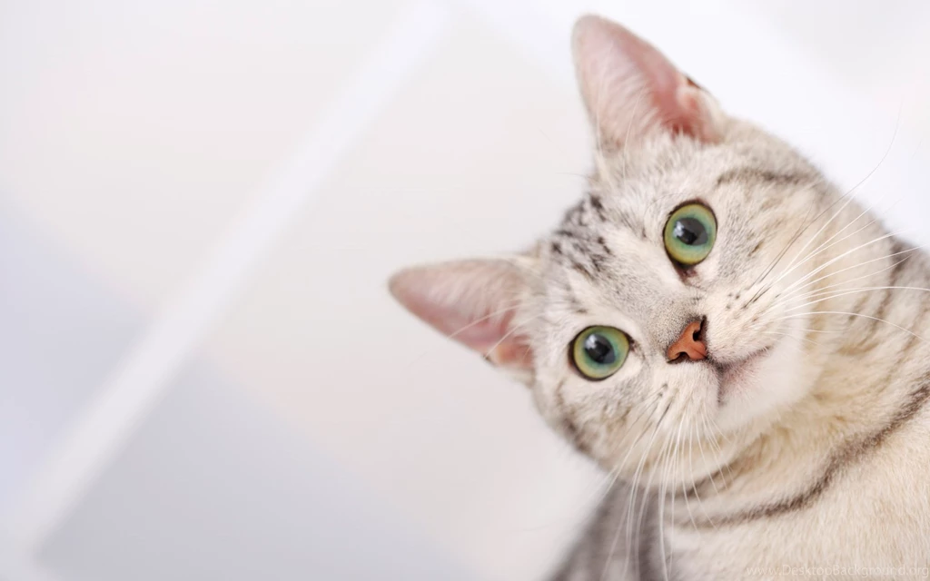 Cat Wallpapers Top L7A » WALLPAPERUN.COM