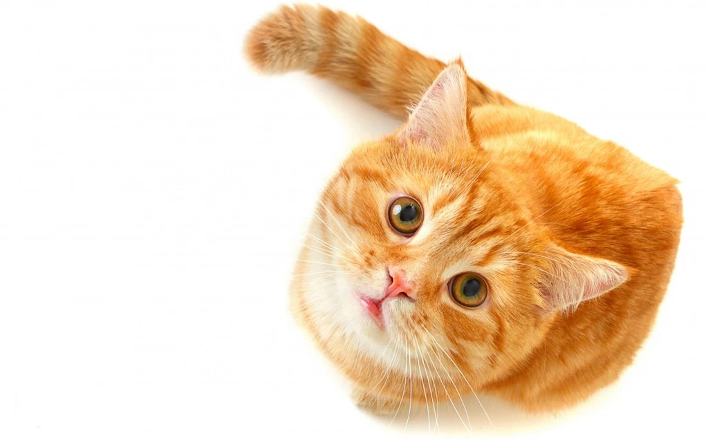 Cute Cat Hd Wallpapers Animals Wallpapers. Cute Animal Wallpapers ...