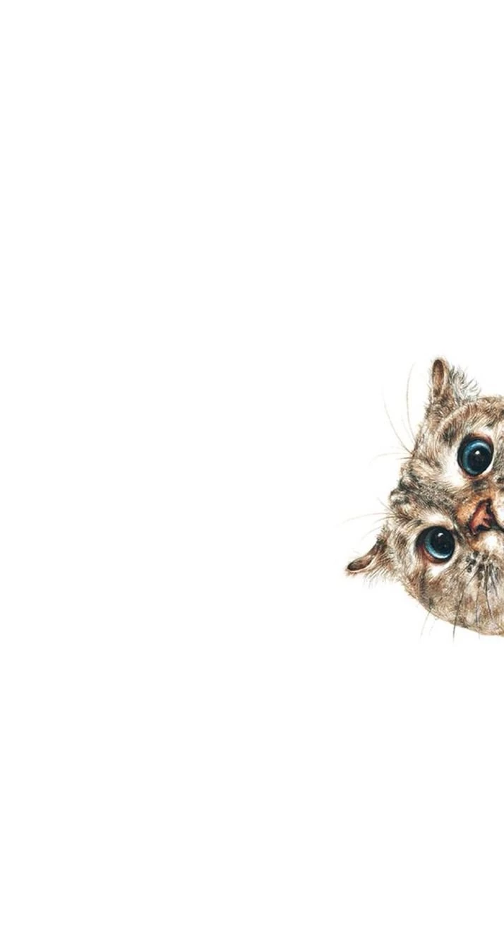 Cat Wallpapers On Pinterest