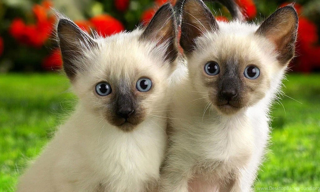 Pretty Cat Wallpapers Android Apps On Google Play