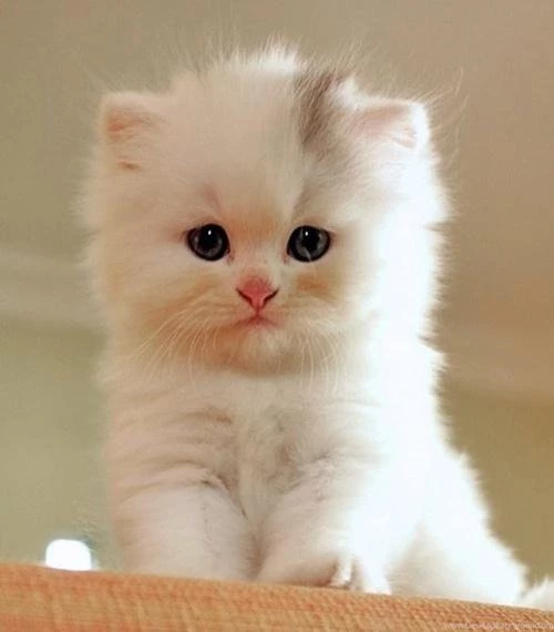 Cool Cat Wallpapers Android Apps On Google Play