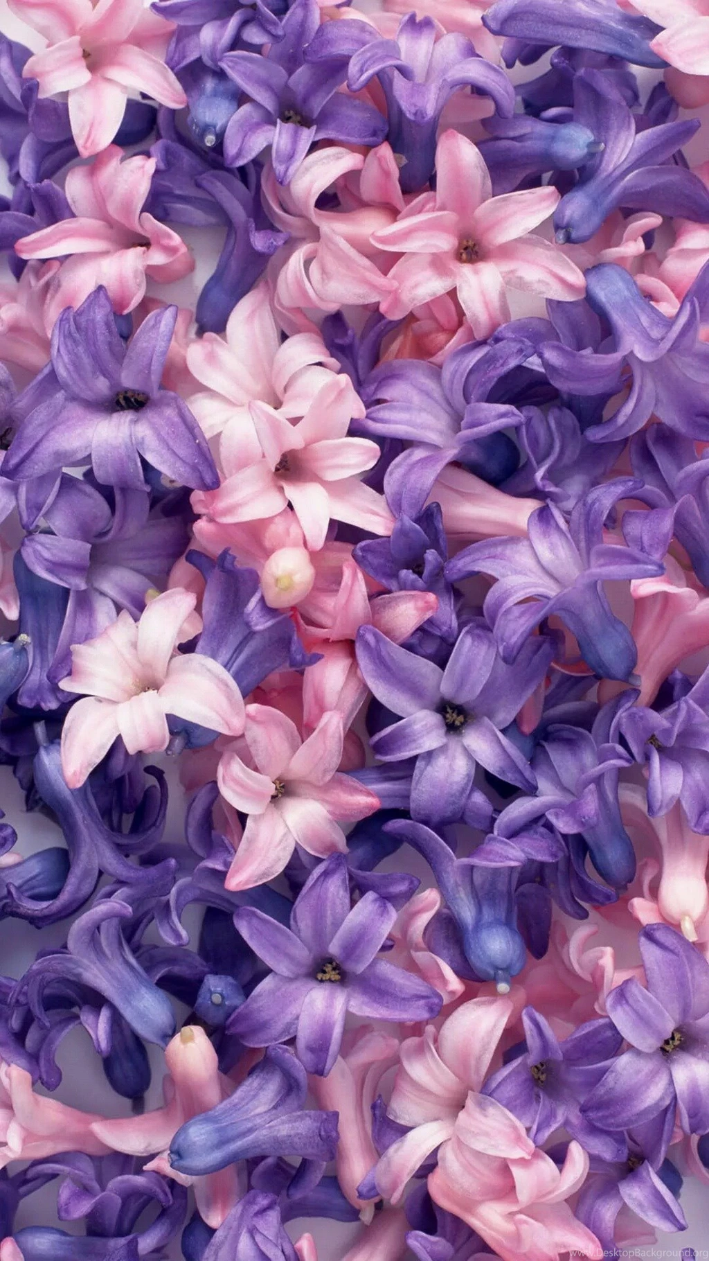 Crazy Cute Wallpapers