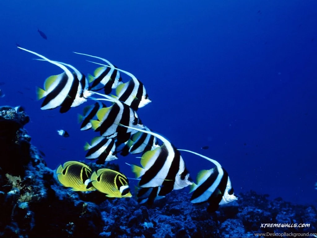 Animals Fishes 1024x768 High Resolution Wallpapers