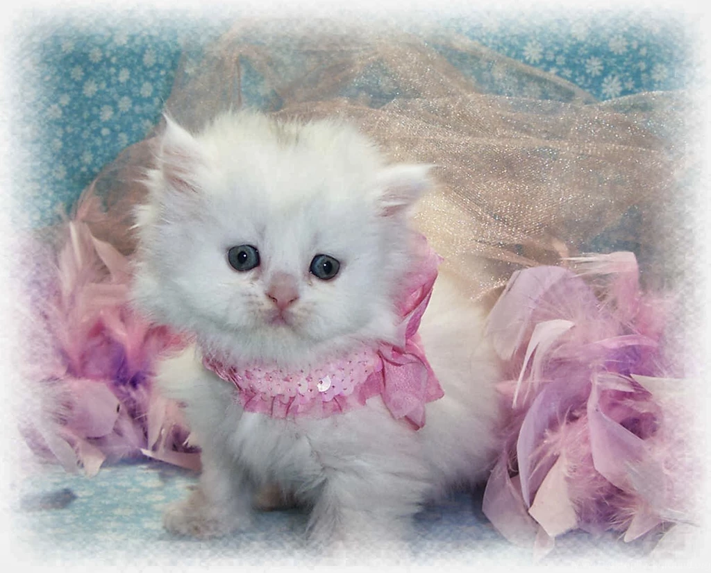 Cute Wallpapers Free Download