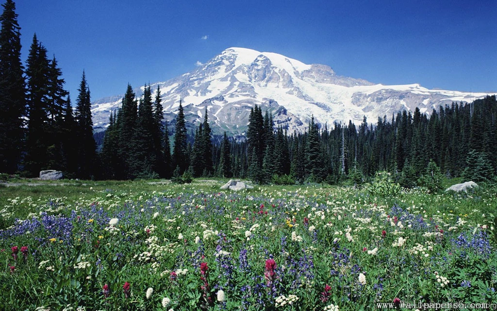 Jokul   Forest   Flowering Shrubs － Landscape Wallpapers   Free ...