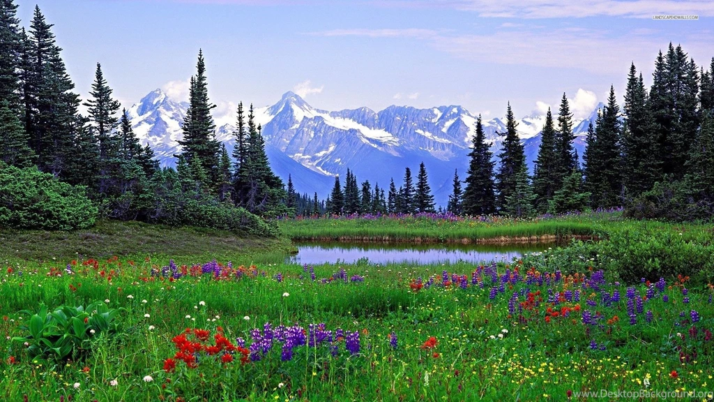 Forrest Flower Wallpapers   Images   Tbwnz.com