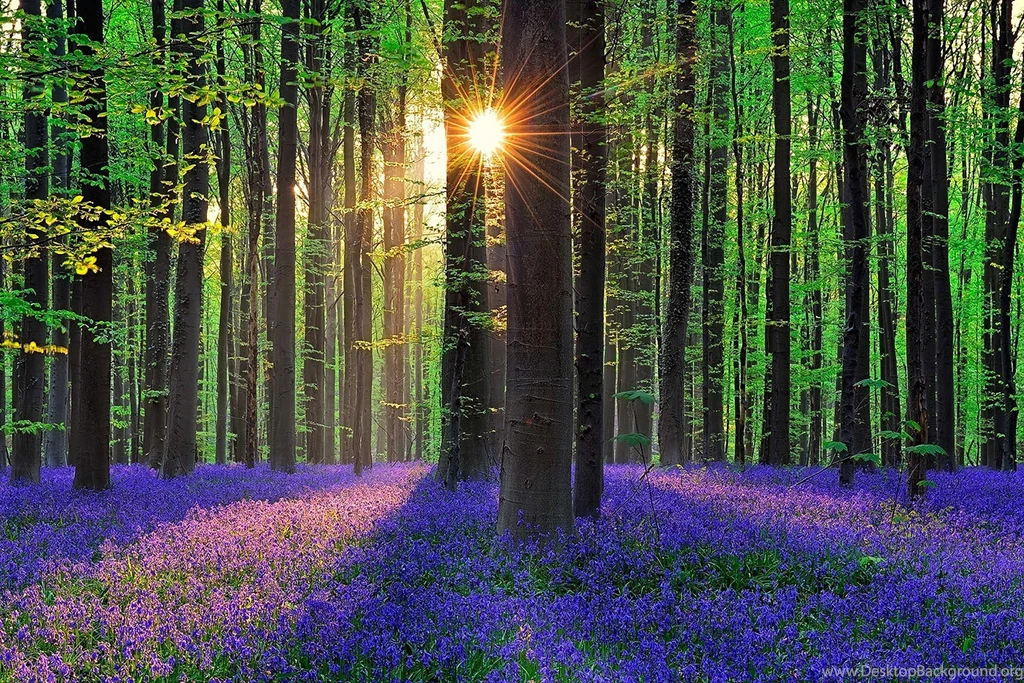 Forest Flowers Bells Sun Belgium Wallpapers