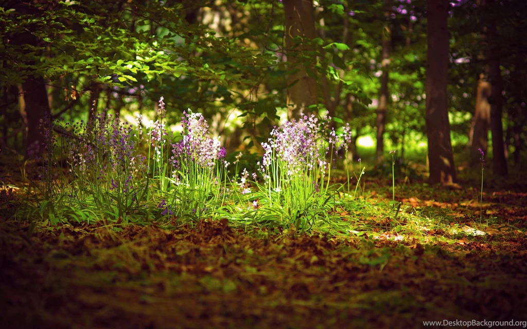 White Flowers Forest