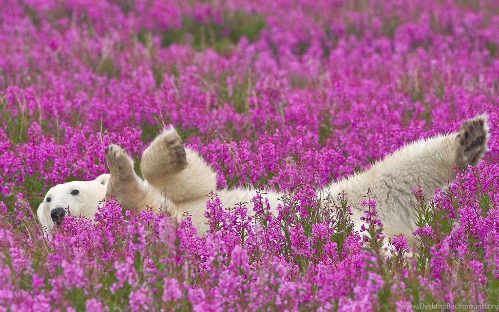 Sleeping Animal Wild White Bear In Flower Forest HD Wallpapers